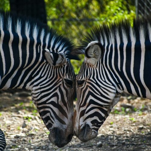 two zebras with their heads together to symbolize communication