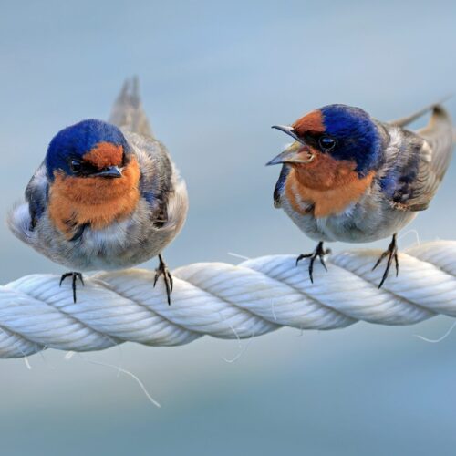a couple of birds yelling at each other