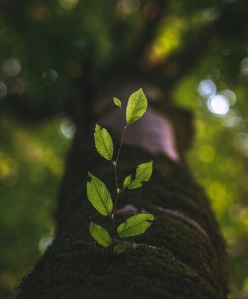 Small plant growing from tree trunk, representing resilience and new growth through EMDR for childhood trauma