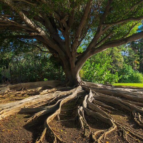 Tree with tangled roots representing the complex, layered nature of trauma addressed in EMDR for Complex PTSD