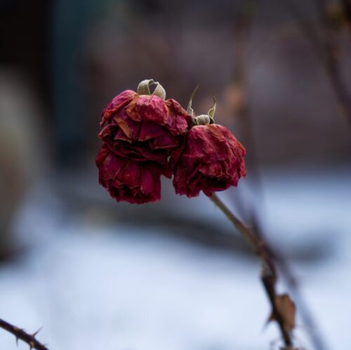 Wilted flower showing the emotional toll when painful sex leads to avoiding intimacy altogether