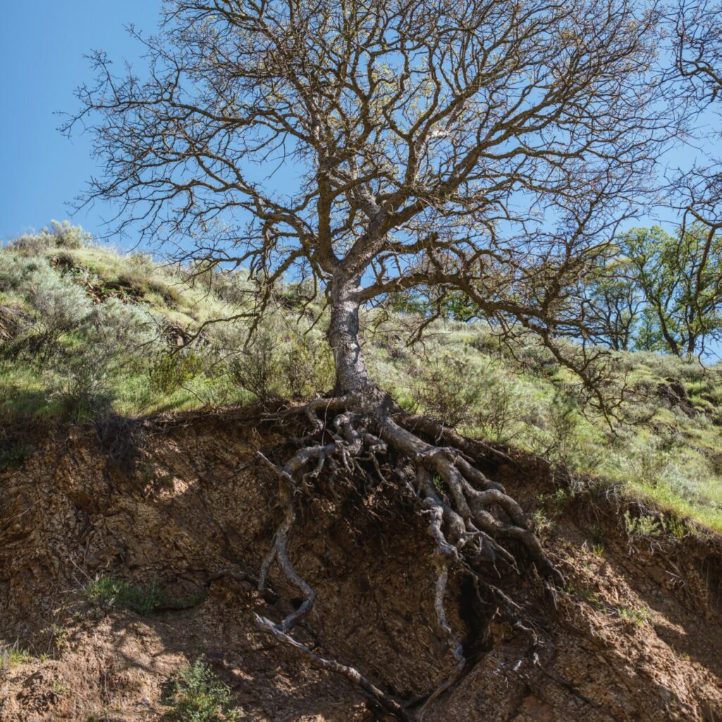 tree roots symbolizing where low self-esteem comes from